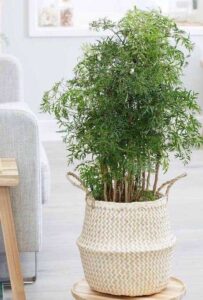 planta da felicidade na sala para ativar a área de relacionamento