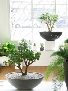 planta jade para ativar a área de família